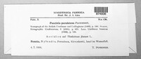 Puccinia recondita image